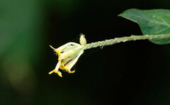 Englerodaphne pilosa