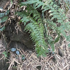 Hymenasplenium excisum