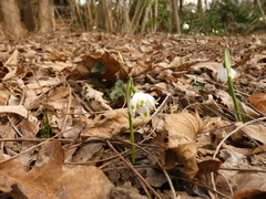 Leucojum vernum