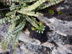 Saxifraga tridactylites