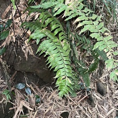 Hymenasplenium excisum