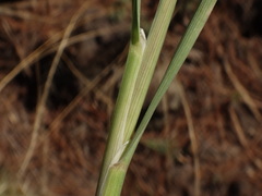 Arrhenatherum calderae