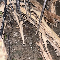 Hymenasplenium excisum