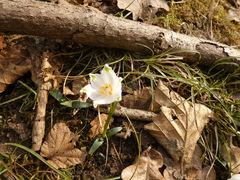 Leucojum vernum