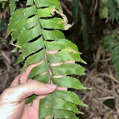 Hymenasplenium excisum