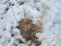 Bassia prostrata