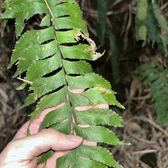 Hymenasplenium excisum