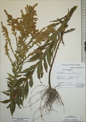 Solidago canadensis hargeri