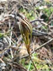 Aesculus pavia