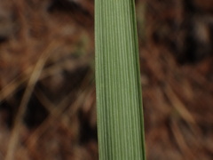 Arrhenatherum calderae