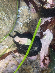 Scutus antipodes