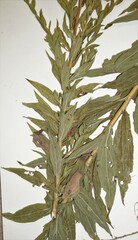 Solidago canadensis hargeri