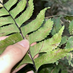 Hymenasplenium excisum