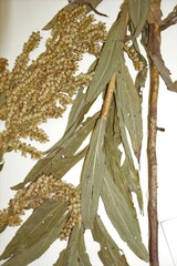 Solidago canadensis hargeri