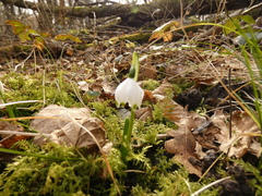 Leucojum vernum