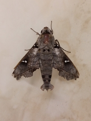 Madoryx oiclus