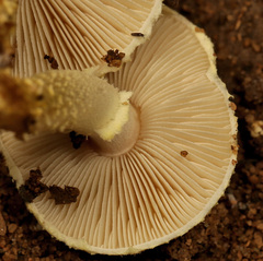 Hymenagaricus