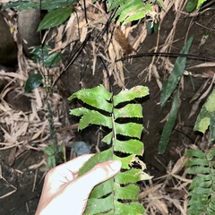 Hymenasplenium excisum