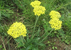 Helichrysum pallidum