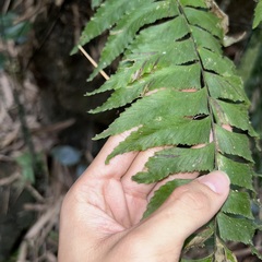 Hymenasplenium excisum