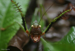 Cerberodon viridis