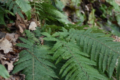 Polystichum setiferum