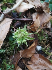 Petasites albus