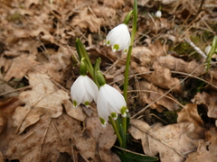 Leucojum vernum