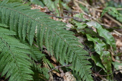 Polystichum setiferum