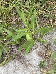 Physalis × elliottii
