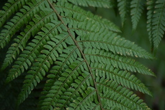 Polystichum setiferum