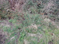 Ulex gallii