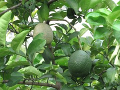 Citrus × pyriformis