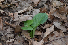Arum maculatum