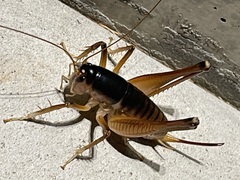 Penalva flavocalceata
