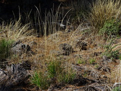 Arrhenatherum calderae