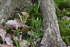Hyacinthoides non-scripta