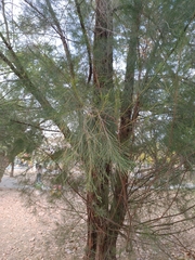 Casuarina equisetifolia