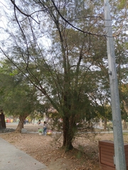 Casuarina equisetifolia