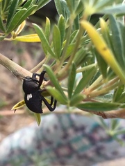 Rhyephenes