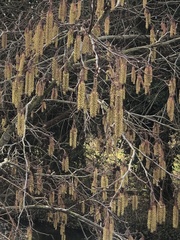 Alnus glutinosa