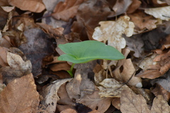 Arum maculatum