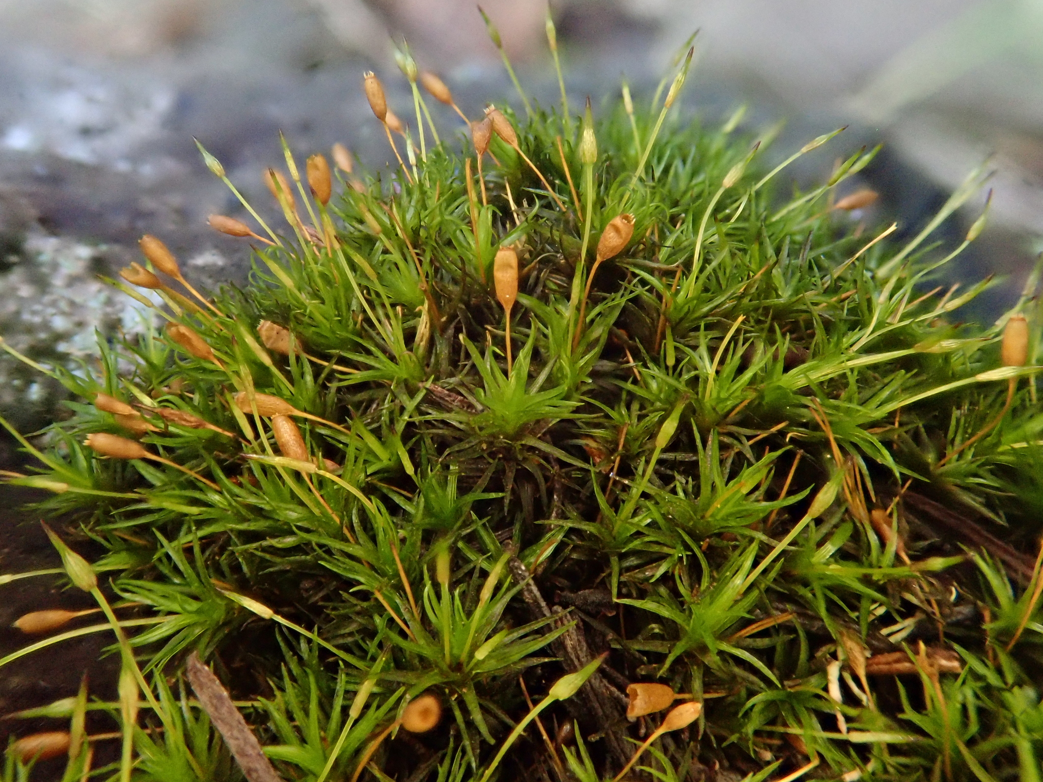 Ptychomitrium polyphyllum