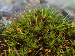 Ptychomitrium polyphyllum image