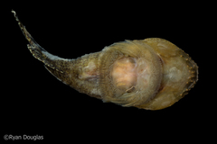 Gobiesox strumosus