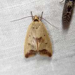 Ageletha elaeodes