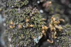 Venturiella sinensis