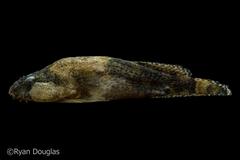 Gobiesox strumosus