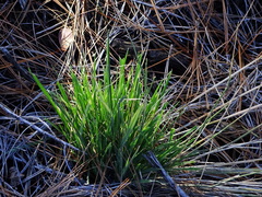 Arrhenatherum calderae