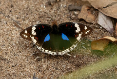 Junonia oenone oenone